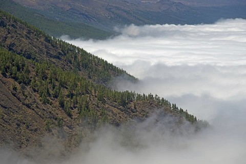 Pine forest, Canary Island pine (Pinus canariensis), trade wind clouds, Teide National Park, World