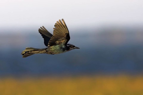 Boat-tailed Grackle (Quiscalus major) male flying, Florida, USA