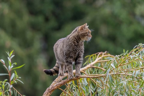 One European wildcat, Felis silvestris silvestris, sitting in a green weeping willow tree. Green