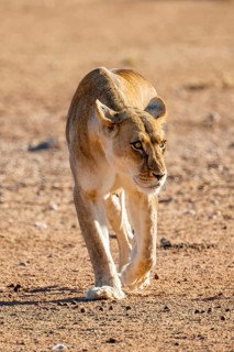 Lioness (Panthera leo) walking on dry ground, Kgalagadi Transfrontier National Park, Northern Cape,