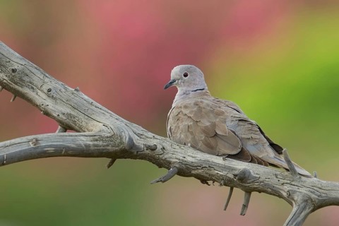 Eurasian Collared Dove (Streptopelia decaocto), Corsica, France