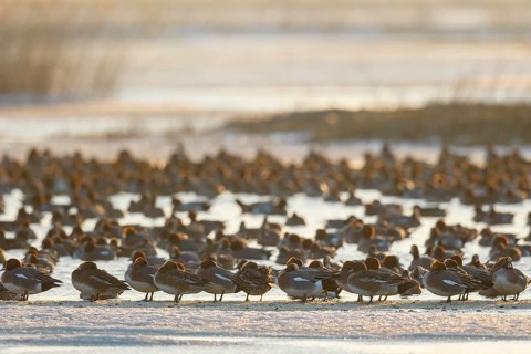 Eurasian Wigeon (Mareca penelope) group, Netherlands