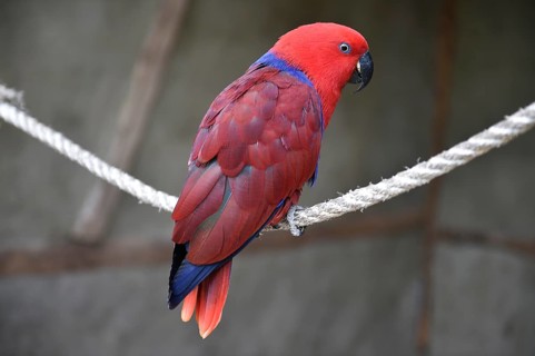 Noble parrot, (Eclectus) in Marlow Bird Park, Mecklenburg-Western Pomerania, Germany