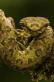 Eyelash viper (Bothreicis schlegelii) in cloud forest