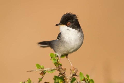 Sardinian Warbler (Sylvia melanocephala) male, Morocco
