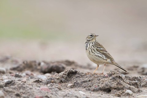 Meadow Pipit - Wiesenpieper - Anthus pratensis ssp. pratensis, Poland