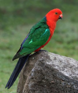 Australian King Parrot (Alisterus scapularis) male, Australia