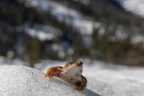 One common frog, Rana temporaria, sitting on snow in early springtime, heading for the mating pond.