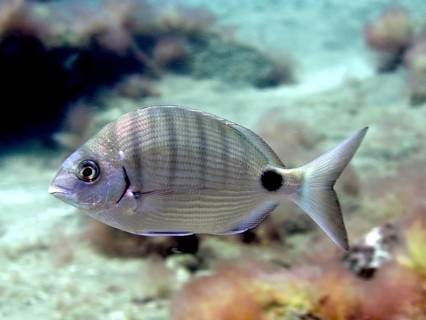 White bream (Diplodus sargus)
