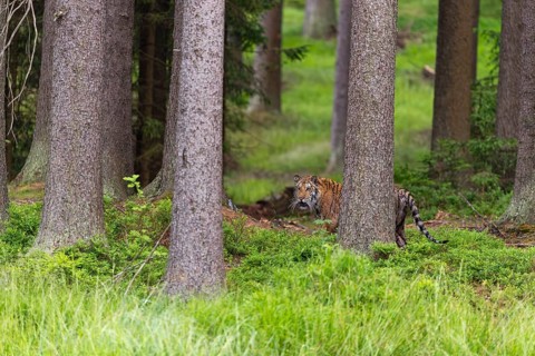 One young female Siberian Tiger, Panthera tigris altaica, standing in a forest of pine trees with
