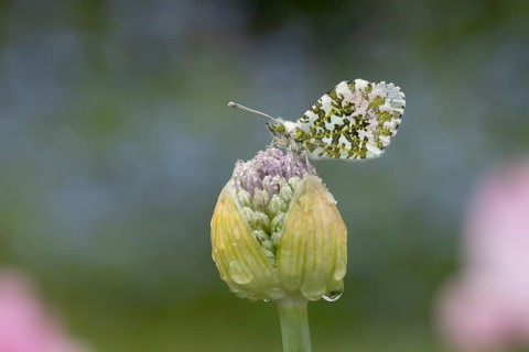 Orange tip butterfly (Anthocharis cardamines) adult insect resting on garden Allium flowers in