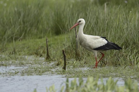 White Stork (Ciconia ciconia), Lower Saxony, Germany