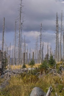 Withered trees in a barren landscape under a cloudy sky, Lusen, Bavarian Forest National Park,