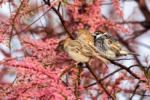 Spanish Sparrow (Passer hispaniolensis) male and females, Estremadura, Spain