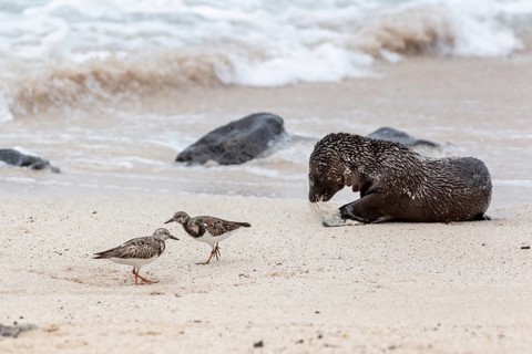 Ruddy turnstone (Arenaria interpres), sea lions (Zalophus wollebaeki), San Cristobal, Galapagos,