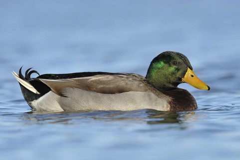 Mallard (Anas platyrhynchos) male, British Columbia, Canada