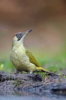 European Green Woodpecker (Picus viridis) juvenile perched on the ground, Netherlands