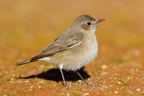 Familiar Chat (Oenanthe familiaris), Hardap, Namibia