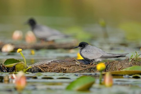 Kolonienbrüter... Trauerseeschwalbe *Chlidonias niger*