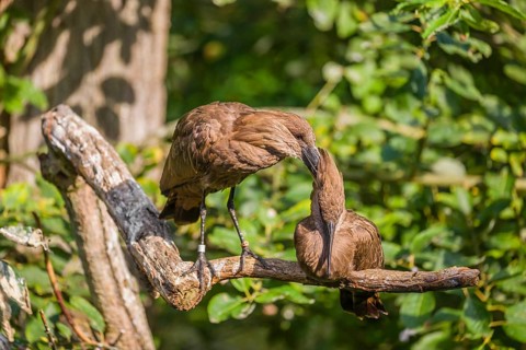 A hamerkop (Scopus umbretta) stands on a branch of a tree and grooms the plumage of a second one