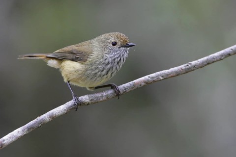 Brown Thornbill (Acanthiza pusilla), Victoria, Dunkeld, Australia