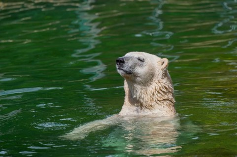 Polar bear (Ursus maritimus) swimming in the water, captive, Germany