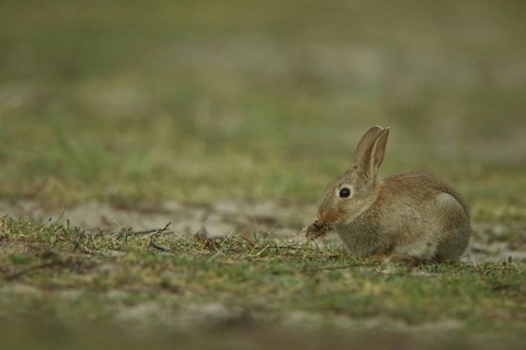 Wild rabbit (Oryctolagus cuniculus) feeding, Nationaal Park Duinen, Texel, North Holland,