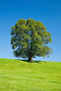 Large lime tree in Oberägeri, Canton Zug, Switzerland