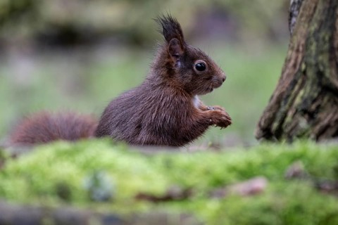 Squirrel (Sciurus vulgaris), Emsland, Lower Saxony, Germany