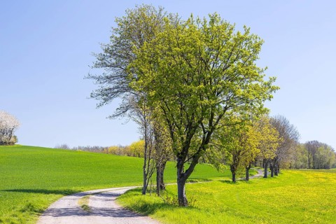 Field path through flowering meadows in spring, near Liebstadt, Saxony, Germany