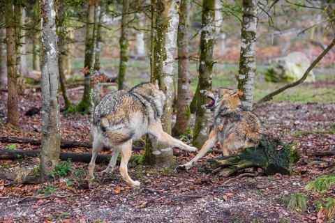 Two adult eurasian gray wolves (Canis lupus lupus) meet in a forest and show social behavior