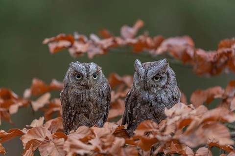 Two Eurasian scops owls (Otus scops)sitting on a twig of a beech tree, embedded in brown leafs