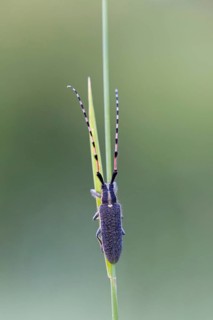 Sunflower buck, Agapanthia dahli, Muselievo, ????????? / Muselievo, ?????? / Pleven, Bulgaria