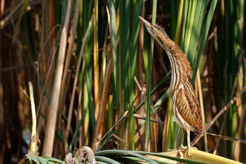 Little Bittern (Ixobrychus minutus), young bird, Middle Elbe Biosphere Reserve, Dessau-Roßlau,
