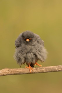 Red-footed Falcon (Falco vespertinus) adult male preening, perched on a branch, Serbia