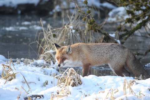 Lynx (Vulpes vulpes) on the bank of a frozen stream, Allgäu, Bavaria, Germany, Allgäu, Bavaria,