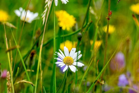 Flowering daisy (Leucanthemum), colourful flowers, grasses and insects in a wild, natural flower