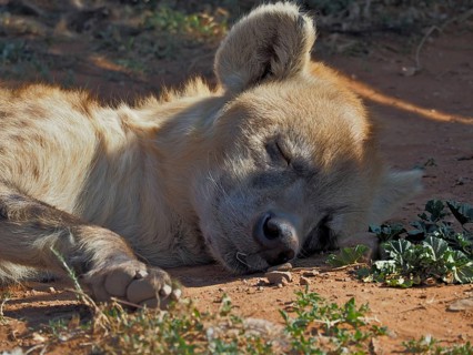 Spotted hyena (Crocuta crocuta)