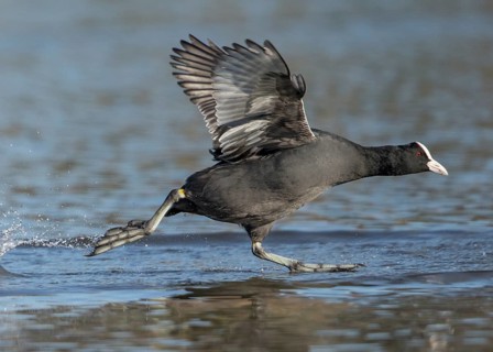 Eurasian Coot (Fulica atra) taking flight, Wales, United Kingdom