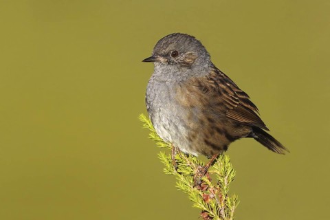 Dunnock (Prunella modularis), Covilha, Portugal