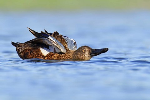 Australasian Shoveler (Spatula rhynchotis), Western Australia, Australia