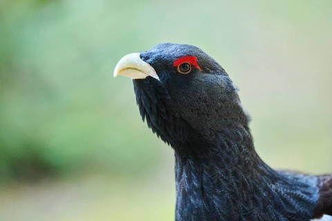 Western capercaillie (Tetrao urogallus) male (cock) portrait, Bavaria, Germany