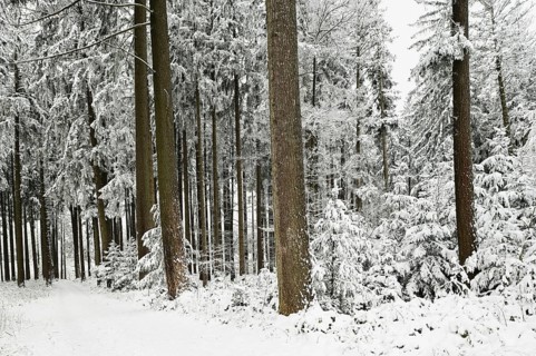 Forest path through snow-covered coniferous forest, Horben, Canton Aargau, Switzerland