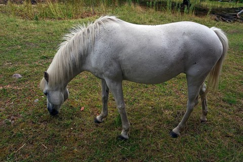 White horse in a meadow, Mecklenburg-Vorpommern, Germany