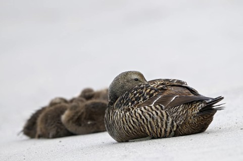 Eiderente (Somateria mollissima), Eider, ruhende Jungvoegel mit Weibchen am Strand, Juni, Duene der