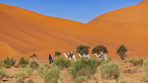 Group moves with camels through a desert, Tuareg with his camel caravan in the Sahara in Algeria