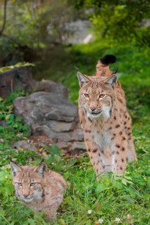 A female Eurasian lynx (Lynx lynx) and her kitten stand on a green meadow at the edge of a forest