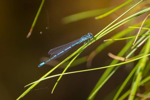 A blue dragonfly (Coenagrion) sitting on a blade of grass in a natural environment, Ternitz, Lower