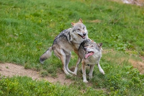 Two adult male eurasian gray wolves (Canis lupus lupus), social behaviour, dominance