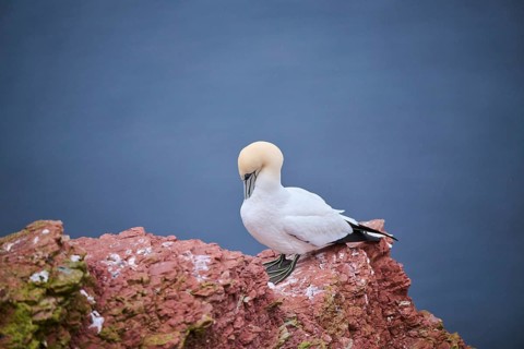 Northern gannet (Morus bassanus) standing on the ground, wildlife, Heligoland, Germany